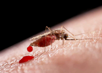 US officials concerned about malaria cases in the US