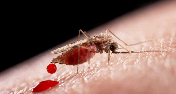 US officials concerned about malaria cases in the US
