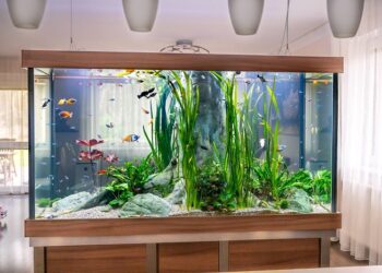 Хімія для акваріума: необхідні продукти для підтримки здорового середовища
