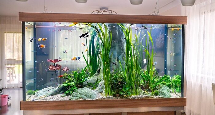 Хімія для акваріума: необхідні продукти для підтримки здорового середовища