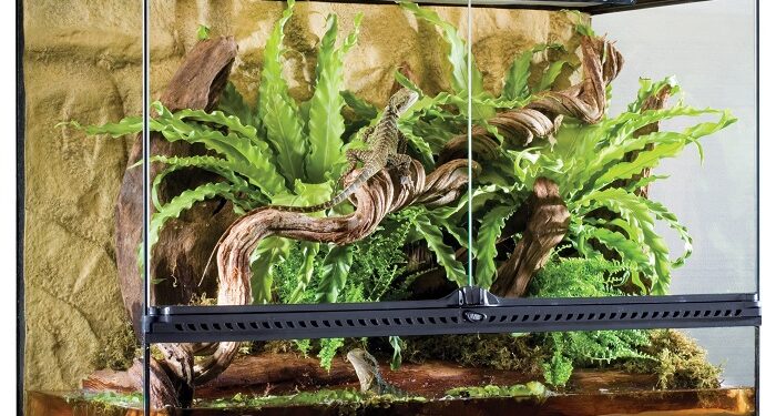 Понятие биотопического террариума и его значение для физического благополучия животных