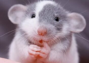 Эффективный уход за грызунами: как подобрать игрушки и кормушки для повышения качества жизни питомцев