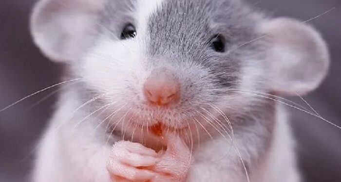 Эффективный уход за грызунами: как подобрать игрушки и кормушки для повышения качества жизни питомцев