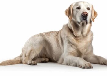 Зимовий догляд за собаками: як захистити лапи та шкіру від морозів